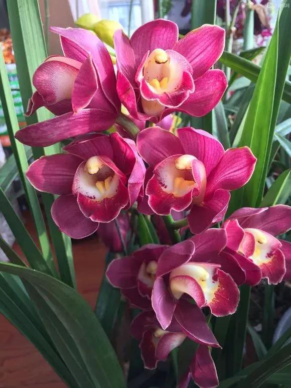 最好养爱开花的兰花,四季能开花的兰花有哪些