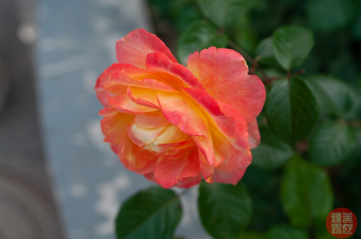 老镜记，Contax35-135/3.3-4.5改装宾得口并试镜