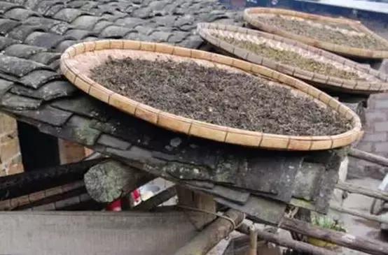 为什么普洱茶放了几年有烟味,为什么普洱茶有烟香味