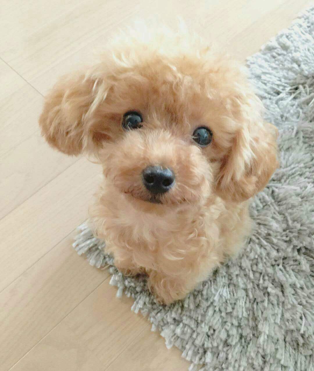 泰迪贵宾犬三个月有多大,贵宾犬和泰迪杂交的后代