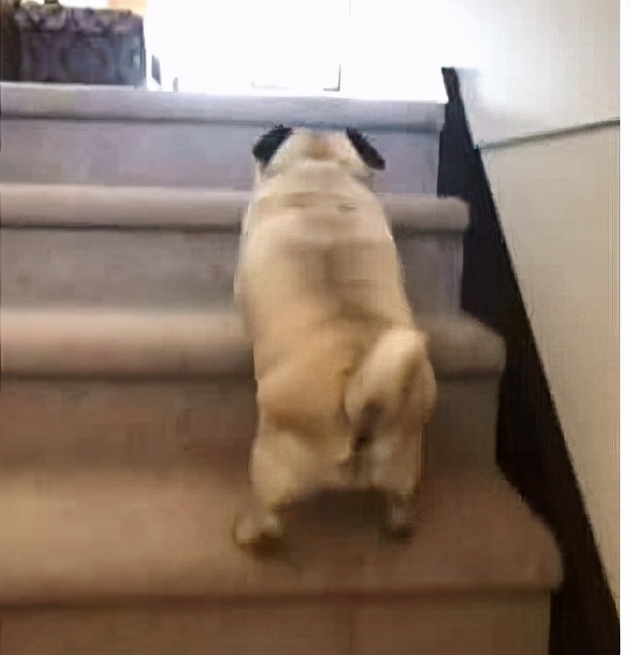 巴哥犬最忌讳的几件事,养巴哥犬有什么注意事项