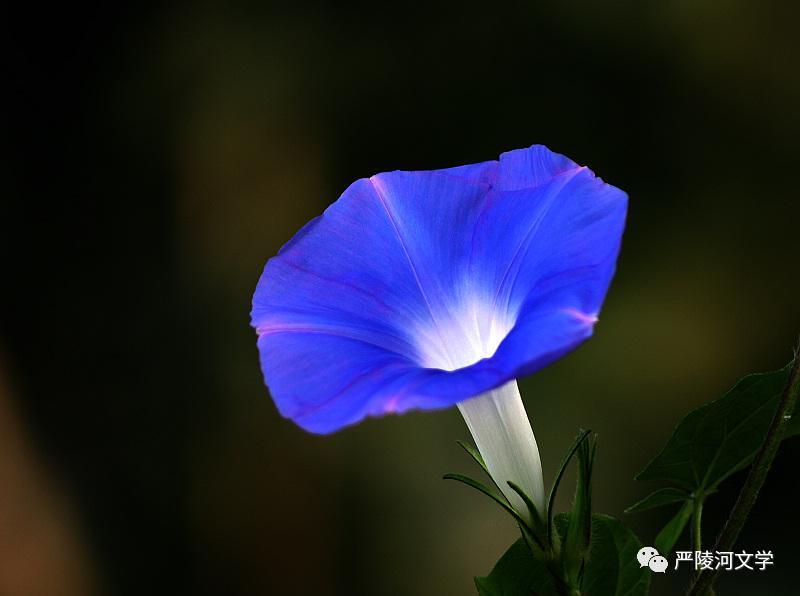 「严陵河文学」徐木花｜|牵牛花的传说（民间故事）