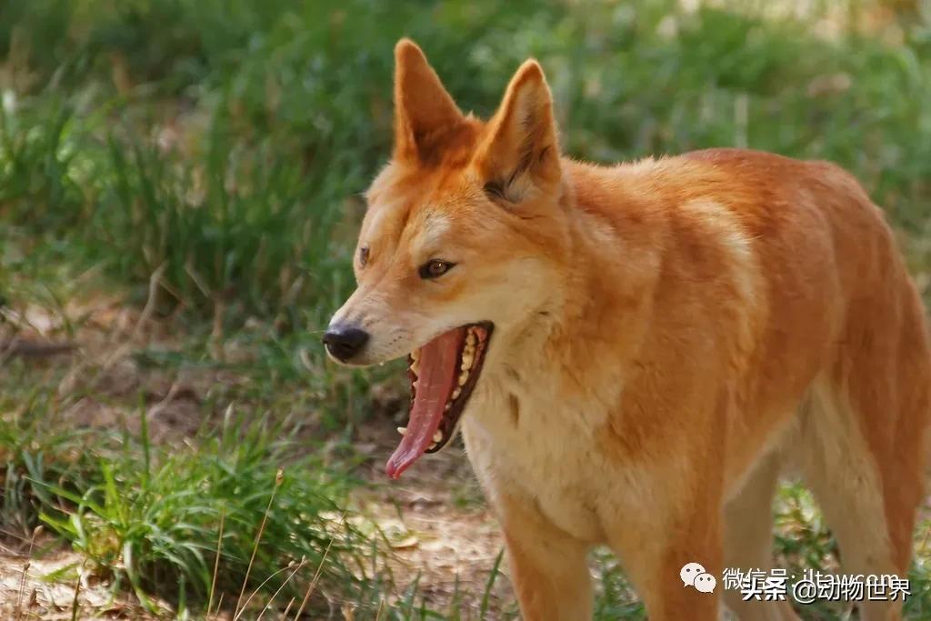 出游在外小心不要被动物吃掉哦