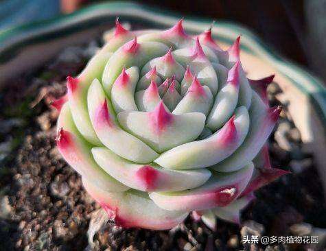 吉娃娃很瘦怎么办,吉娃娃这么丑为什么还要养