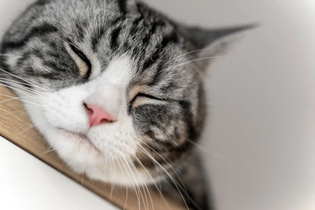 佛山女子与男友、男友妈弟住76㎡，养一猫还要工作室，装修绝了