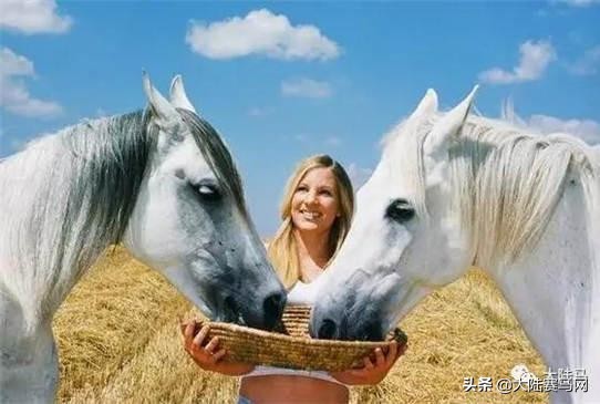 养马用什么草料好,怎么养马才会肥