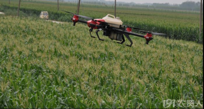 河南适合种植高产玉米,玉米高产高效种植技术