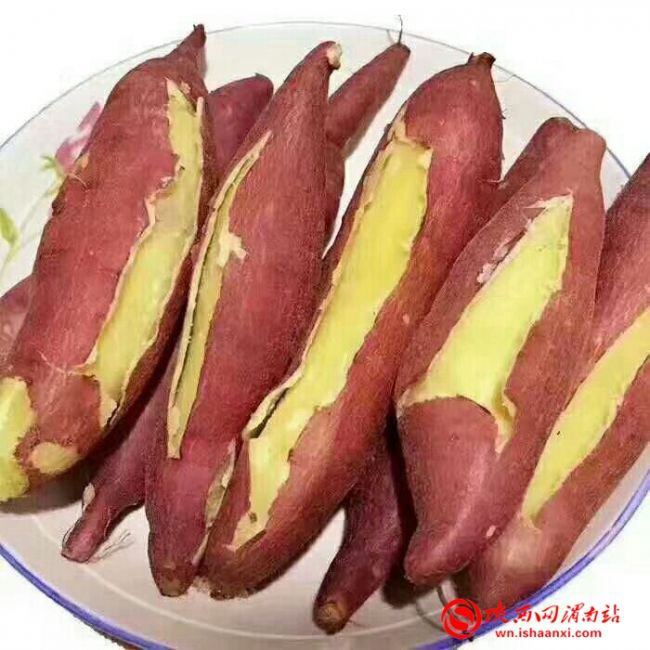 玉田红薯新品种,新品种红薯图片大全