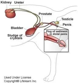 猫咪尿结石可以喝排石颗粒吗,怎么区分猫咪尿结石还是尿路感染