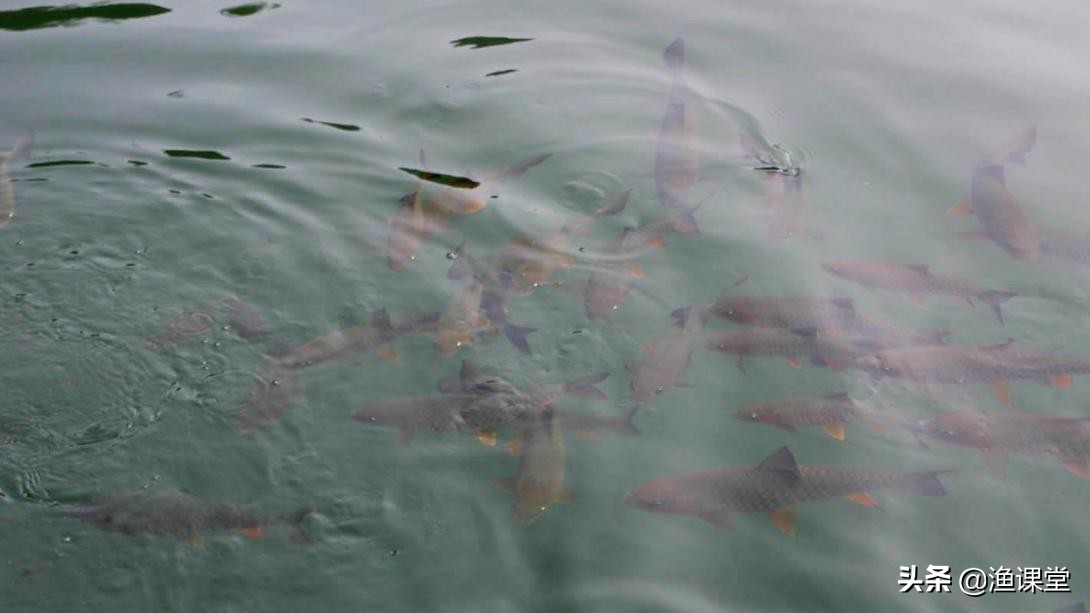 鱼上浮怎么打浮窝,鱼上浮用啥方法
