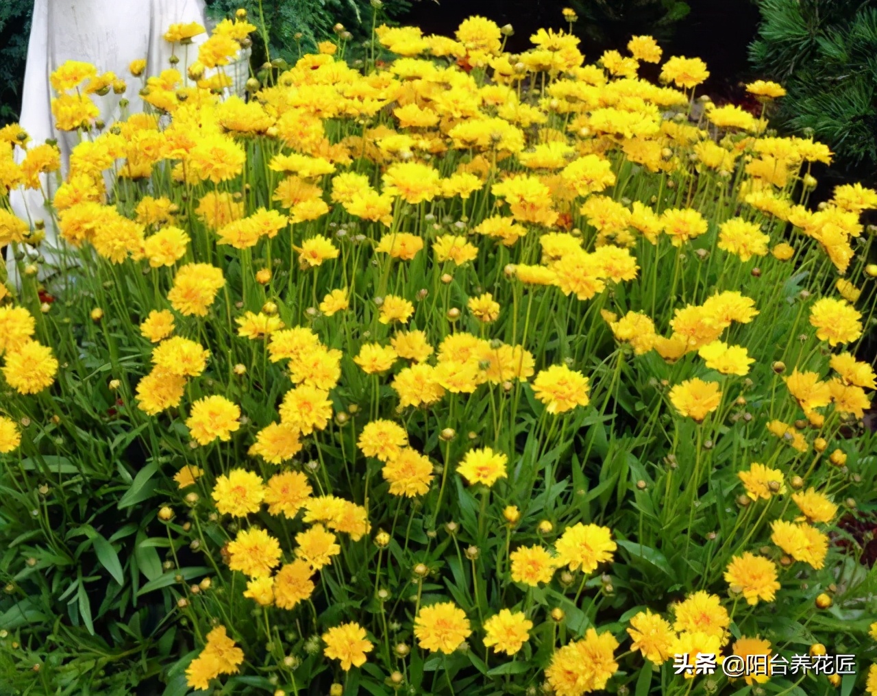 精心种植的一盆菊花非常漂亮,菊花盆栽什么样好看又好养