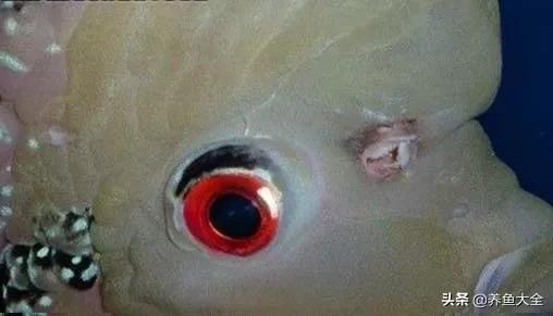 疾病小课堂第二弹——观赏鱼疾病