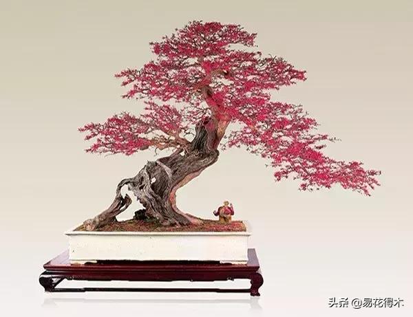 白檵木盆景图片欣赏,异形白花檵木盆景