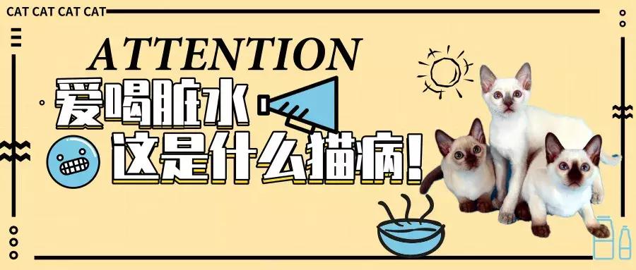 白色猫病,爱喝水的猫得了什么病