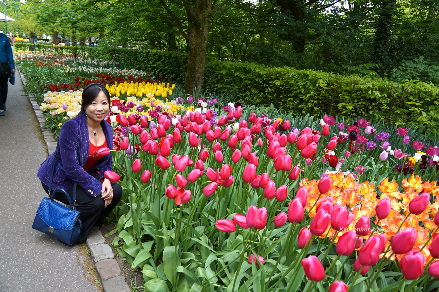 带你观赏荷兰郁金香,荷兰郁金香花海什么时候开