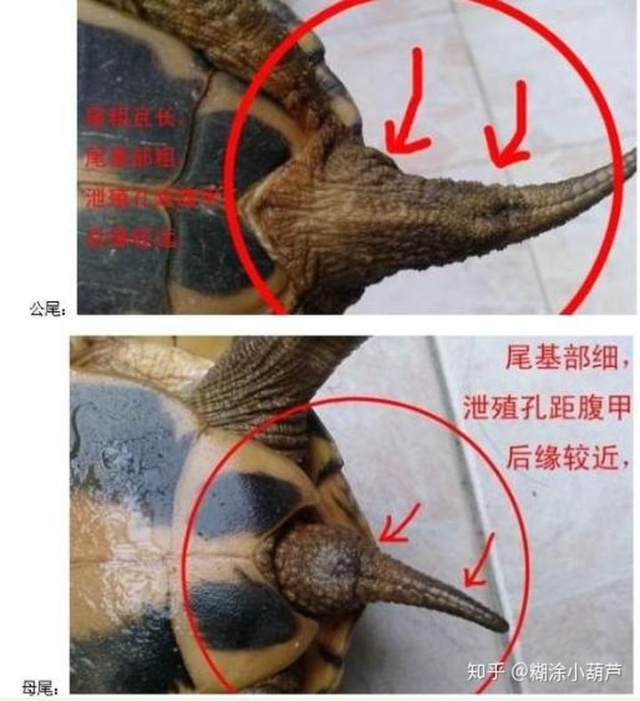 篆书百龟图图片大全,百龟高清图片大全