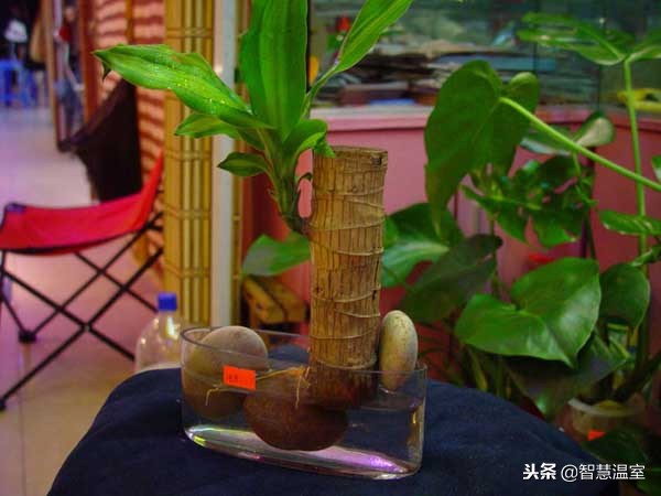 无土栽培蔬菜教程,无土栽培营养液做法大全