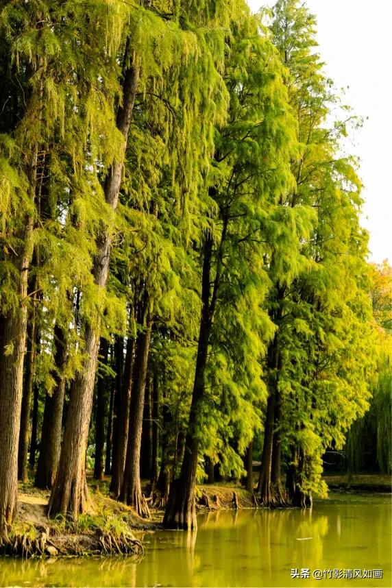 春天里的一抹绿色,春天的一抹绿意