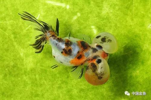 金鱼饲养怎么保持水质,金鱼越养越小怎么办
