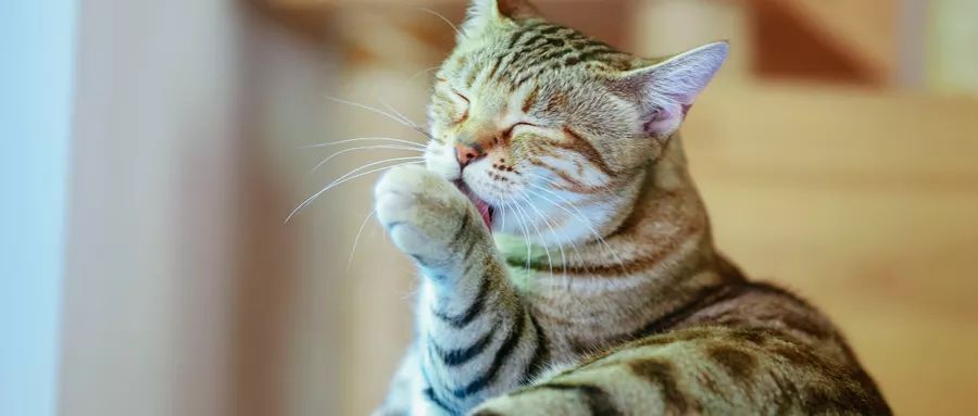 下午困了怎么提神学生,下午困得不行怎么提神