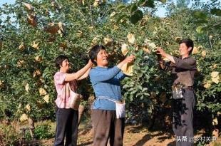 果子套袋最佳时间,套袋对果子有什么影响