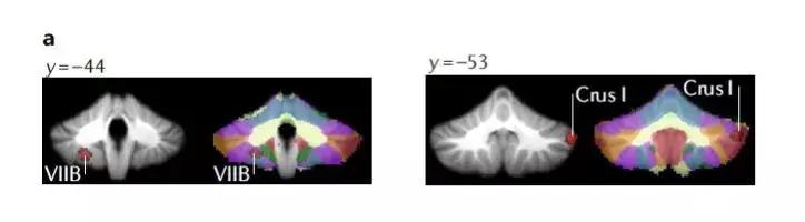 nature关于脑的成果,小脑功能最近研究