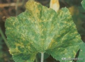 南瓜高产种植，病害重、虫子多；如何防治效果好呢？