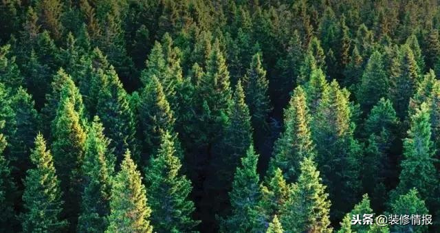 为什么儿童家具是榉木,儿童房用什么木材的家具好呢