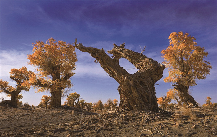 物微意不浅感动一沉吟——植物诗词隐含的生态思想及教育意义