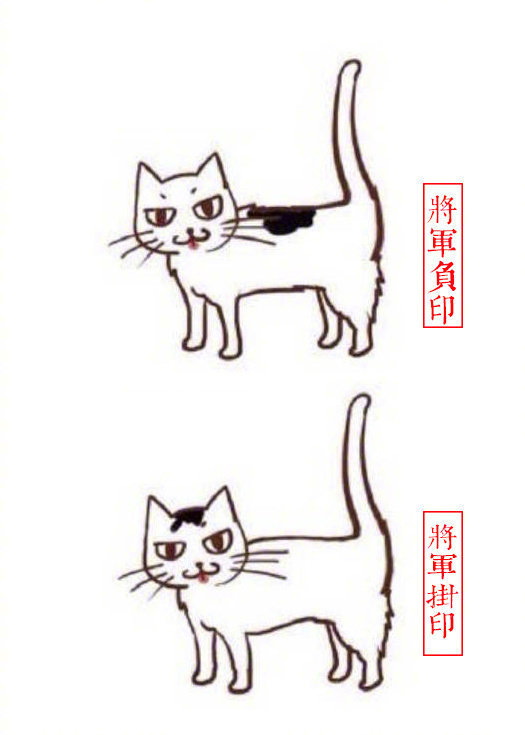 黄狸花猫咪名字,猫咪老师的花名有哪些