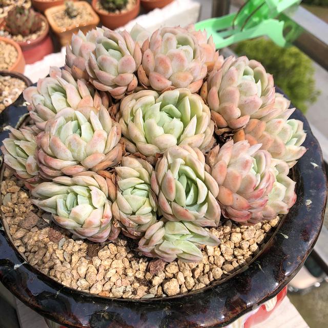 冰梅多肉夏天怎么养,夏季养多肉冰梅方法