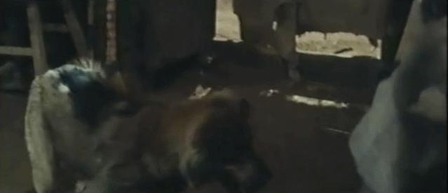 *播禁**26年，演员被捕，这部国产*片禁**终于被找到