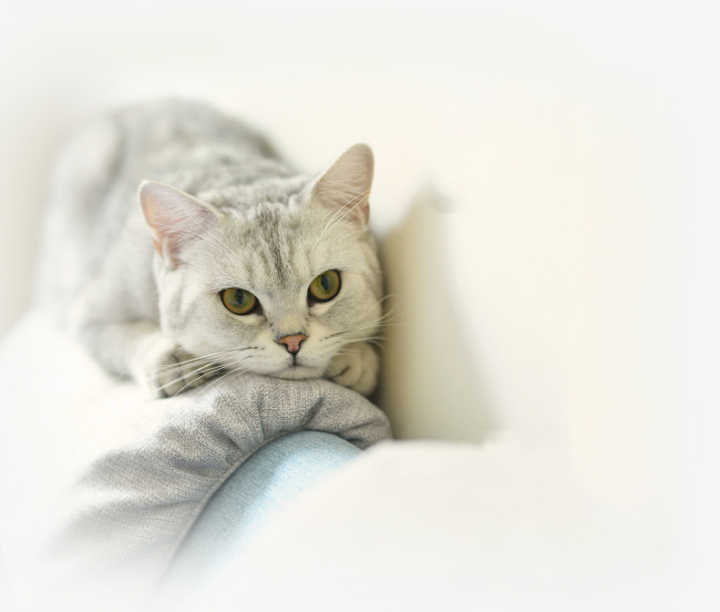 猫咪上火的症状眼睛,猫咪上火有哪些特征