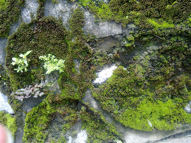 广东松山职业技术学院要搬迁吗,广东松山职业技术学院排名