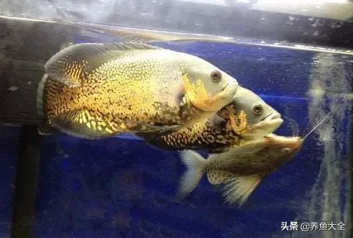 教你识鱼,地图鱼辨别