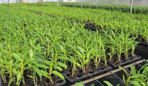 石斛的种植方法及繁殖方法,尖唇石斛如何种