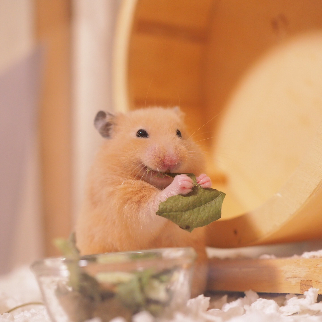 仓鼠挑食食欲不振给它吃什么,仓鼠挑食几招能让仓鼠乖乖吃饭