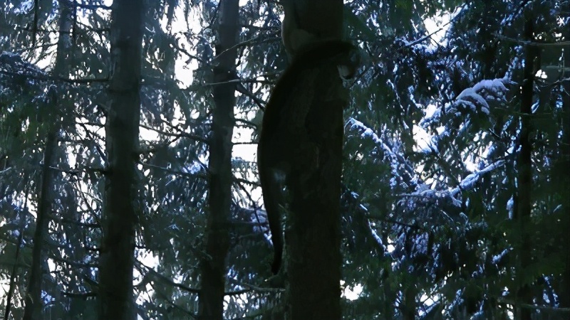 有哪些容易被认错的动物,容易被欺负的动物有哪些