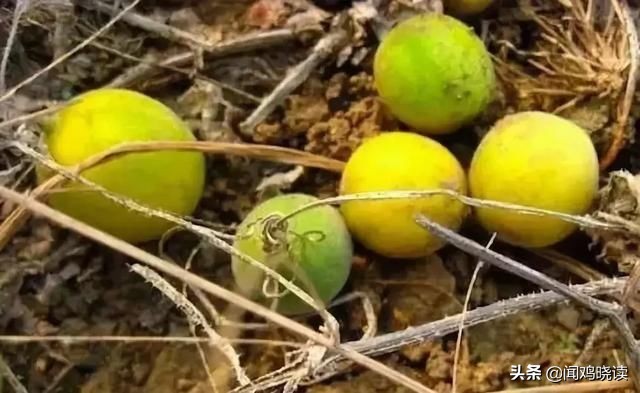 大豆黄了！你肯定还记得这些豆地里的“豆逼”趣事