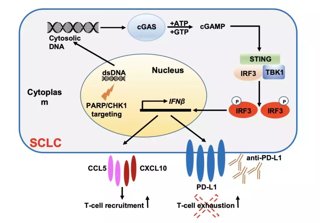 闈跺悜鑽拰pdl鍝娌荤枟鐧岀棁鏇村ソ,鎶楃檶闈跺悜鍒跺墏