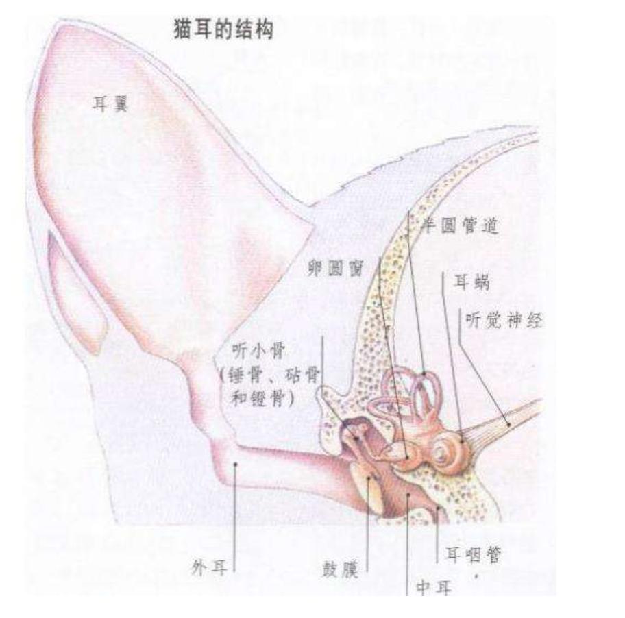 猫咪洗澡可以把水打到耳朵里吗,猫咪洗澡耳朵怎么防止进水