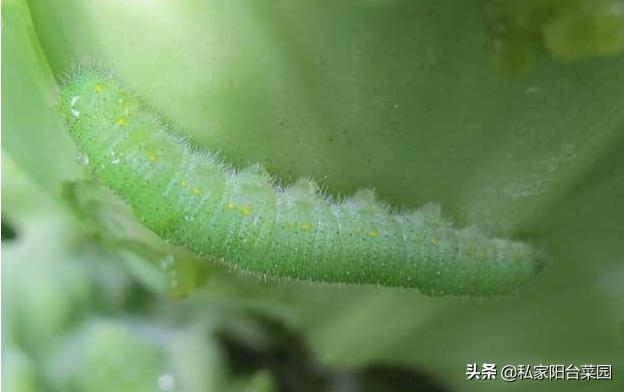 阳台种菜生小虫,阳台种菜小飞虫怎么根治