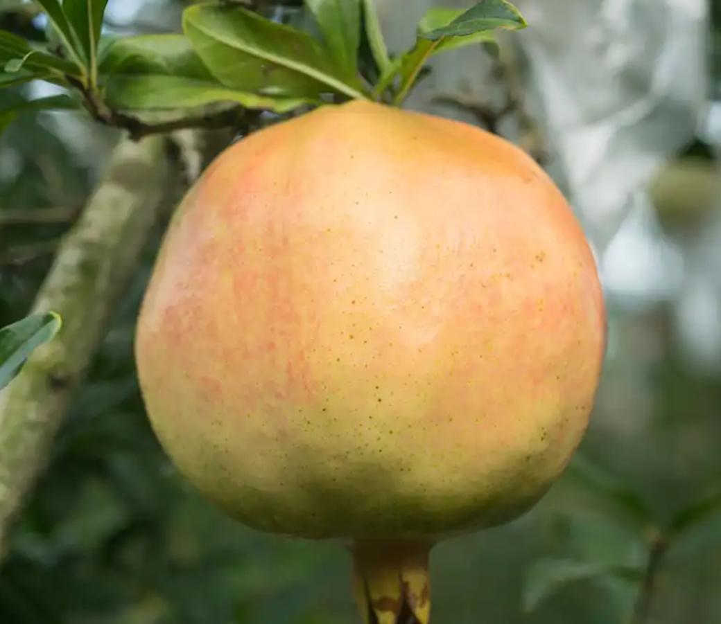 中国石榴品种突尼斯,突尼斯石榴品种