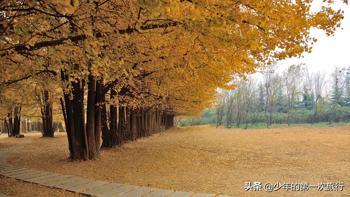 山东临沂哪里的银杏最多,临沂看银杏的最佳地点