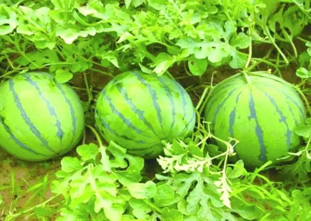 江西十大名水果,江西的十大水果