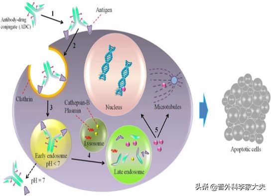免疫治疗癌症的副作用,什么是癌症的免疫治疗方法
