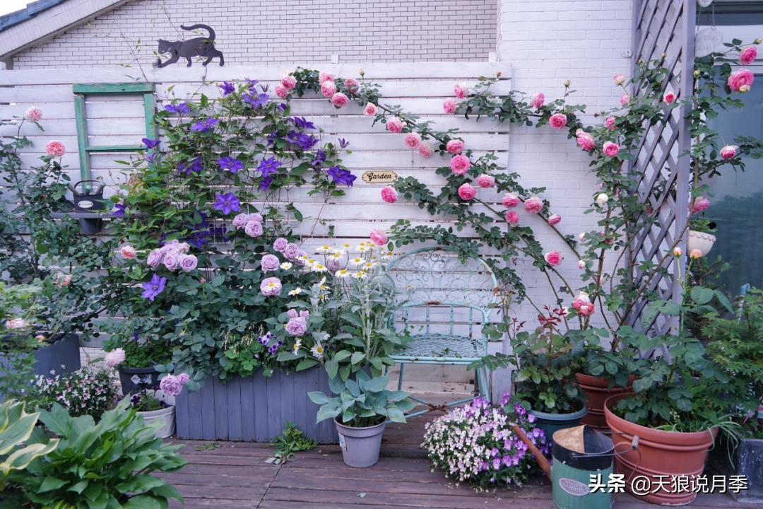 如何打造四季开花的花园,如何打造四季都有花的花园