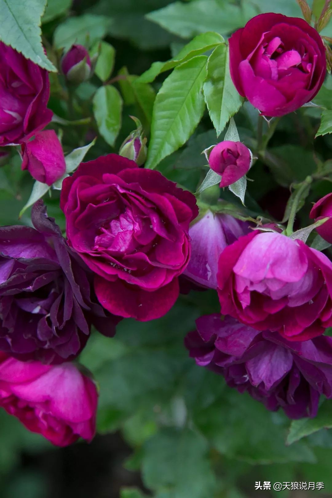 4月最浪漫的一次花开，是171个低价月季小苗带来的巅峰时刻！