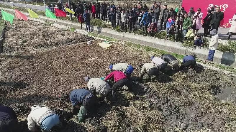 大杭州有种蔬菜只有冬天有，生吃是水果做菜一级棒，你猜是啥？荸荠甜，要过年，你家年货“备齐”没？