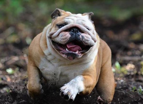 英国斗牛犬体臭味太大怎么办,英国斗牛犬泪痕严重